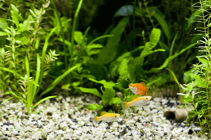 Pasodintas akvariumas