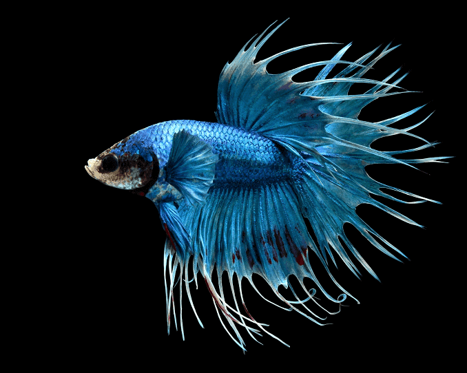 „Bettas“ apžvalga