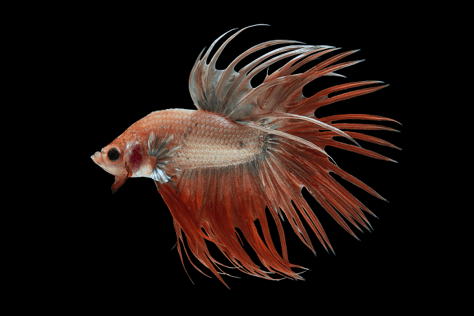 Veisimas Bettas