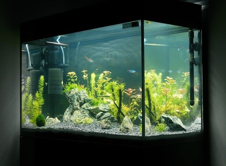 Akvariumas