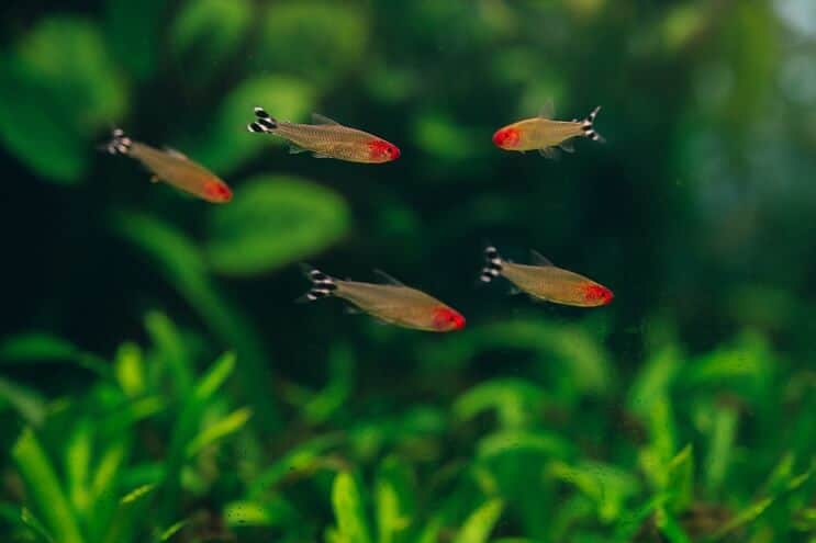 „Rummy Nose Tetra“ tankų draugai
