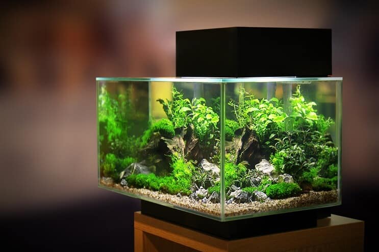20 galonų akvariumas