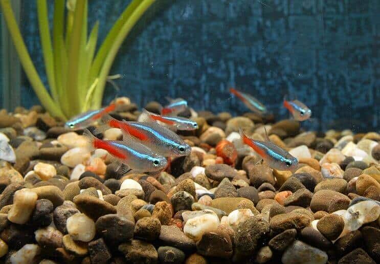 Neonas Tetras