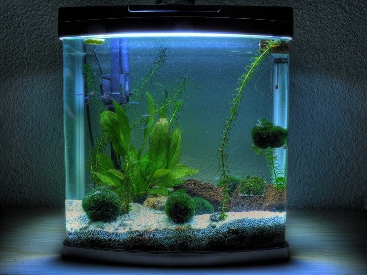 3 galonų akvariumas