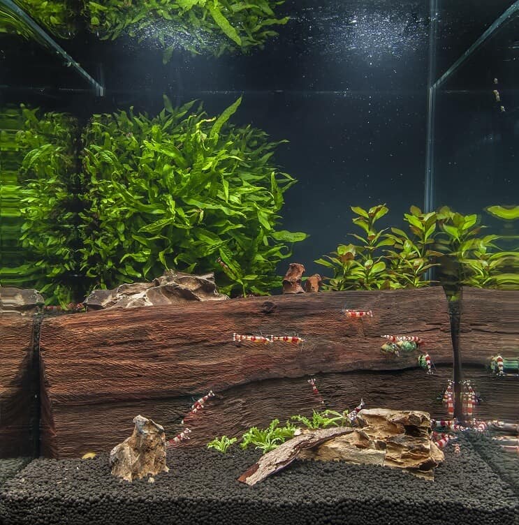 Nano akvariumas
