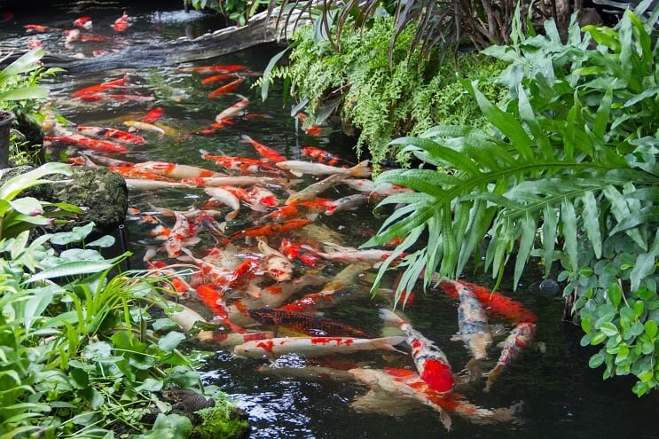 Koi tvenkinys