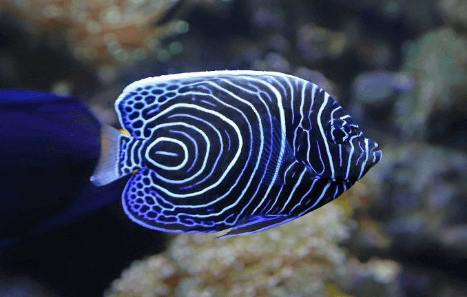Nepilnamečių imperatorius Angelfishas