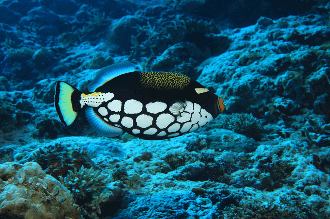 Klounas Triggerfish
