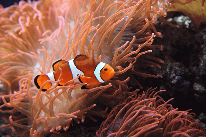 „Ocellaris Clownfish“