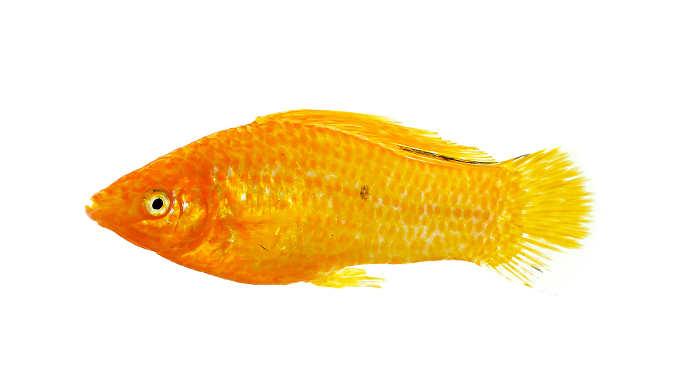 Auksinė Sailfin Molly