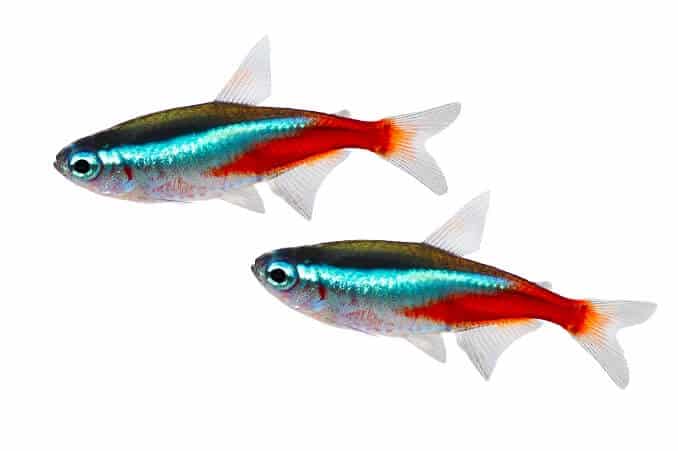 „Neon Tetra“