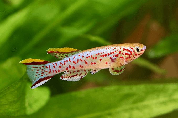 Mėlynoji lyretail Killifish