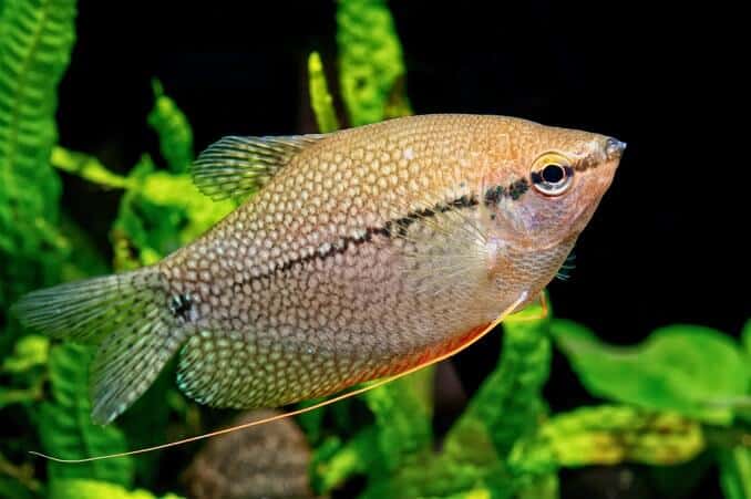 Perlas Gourami