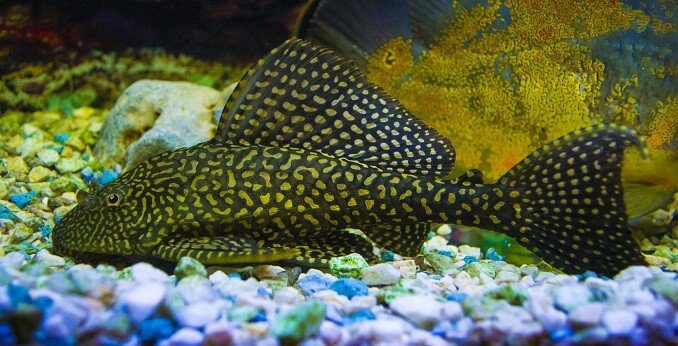 „Sailfin Pleco“