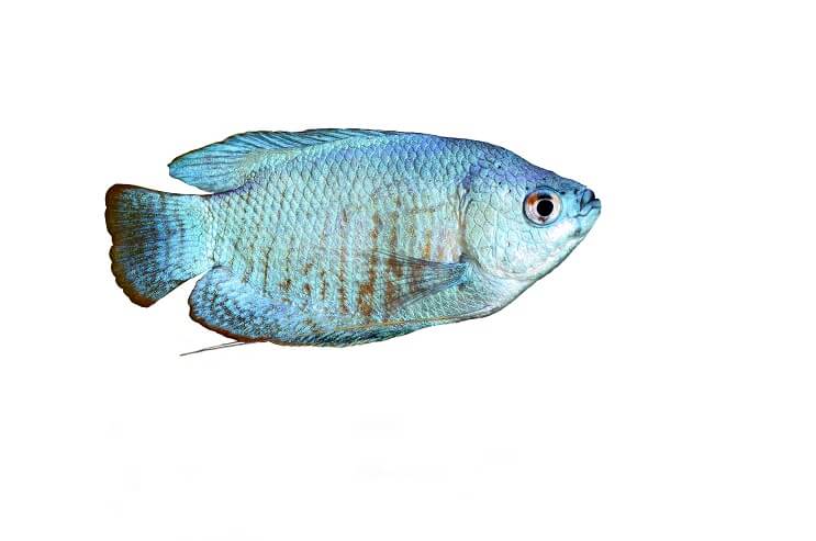 Milteliai mėlyni Gourami