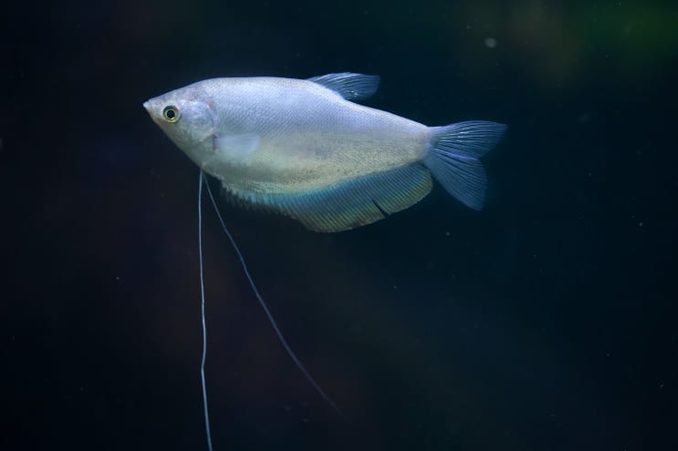 Mėnulio šviesa Gourami