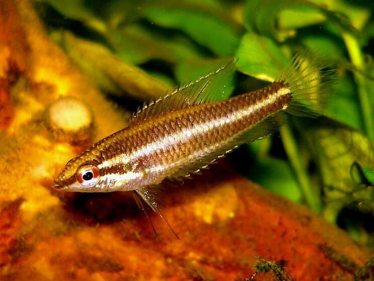 Saldymedis Gourami