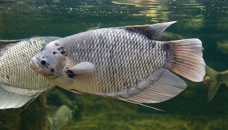 Milžinas Gourami