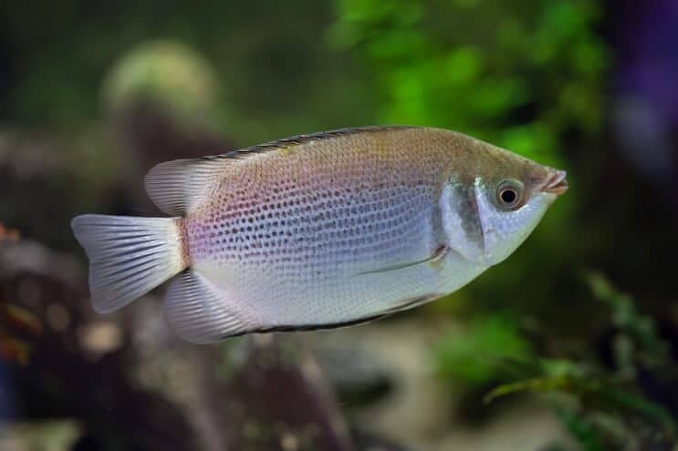 Bučinys Gourami