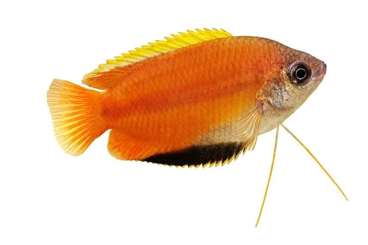 Medus Gourami