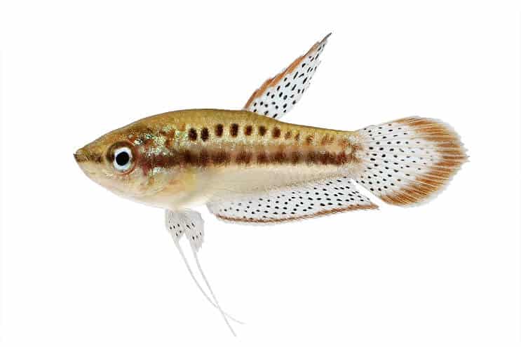 Putojantis guramis