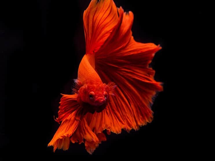 „Betta Fish“ išvaizda