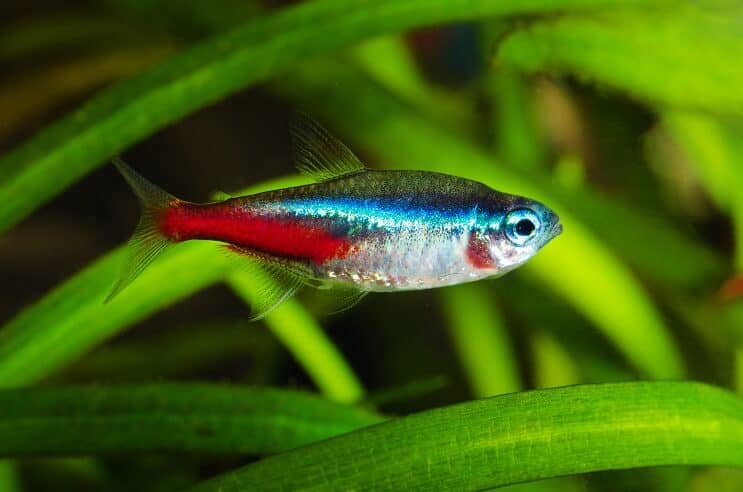 „Neon Tetra“