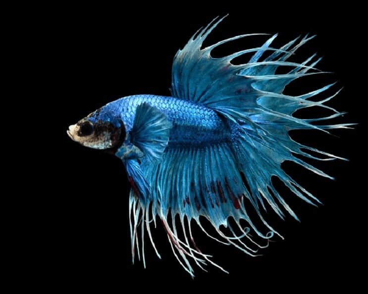 „Crowntail Betta“