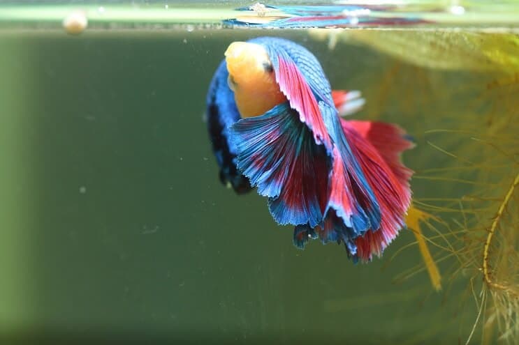 Bettas Veisimas Daugiau