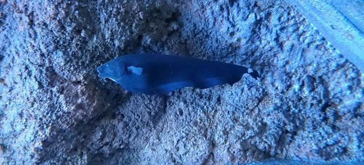 „Ghost Knifefish“ plaukimas