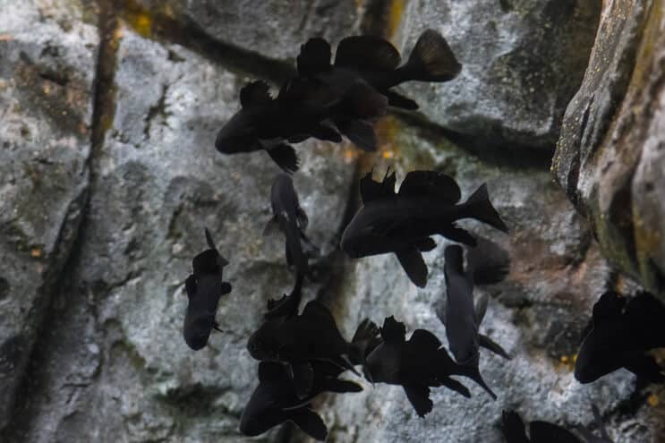 „Black Moor Goldfish Tank Mates“