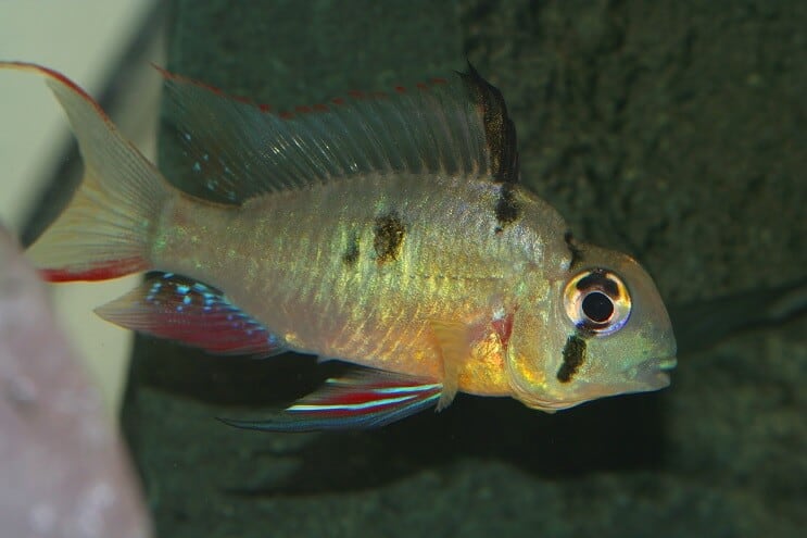 Moteris Bolivijos avinas
