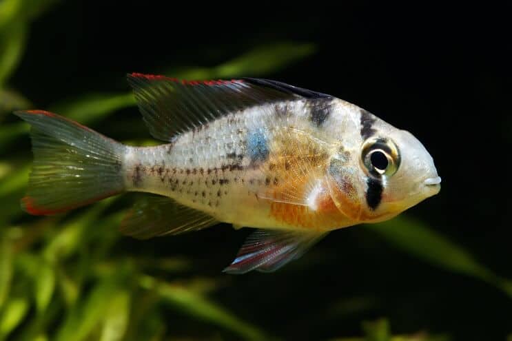 Bolivijos avino plaukimas