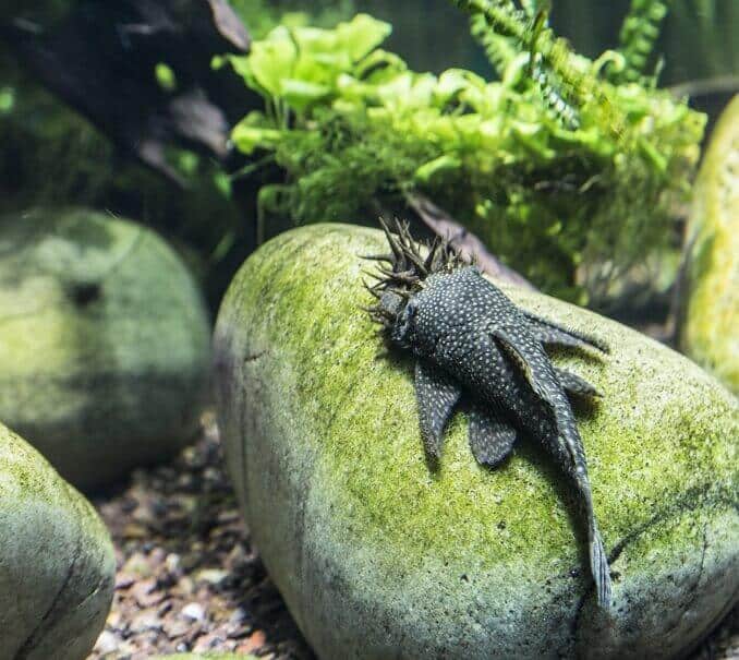 „Bristlenose Pleco“ išvaizda