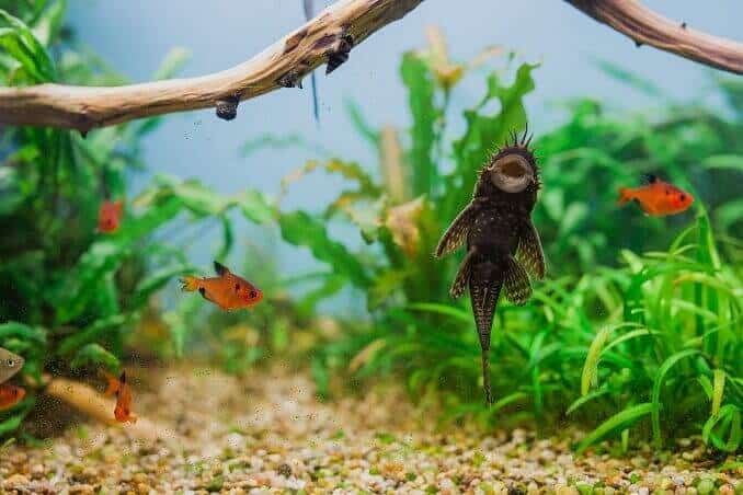 Patinas Bristlenose Pleco