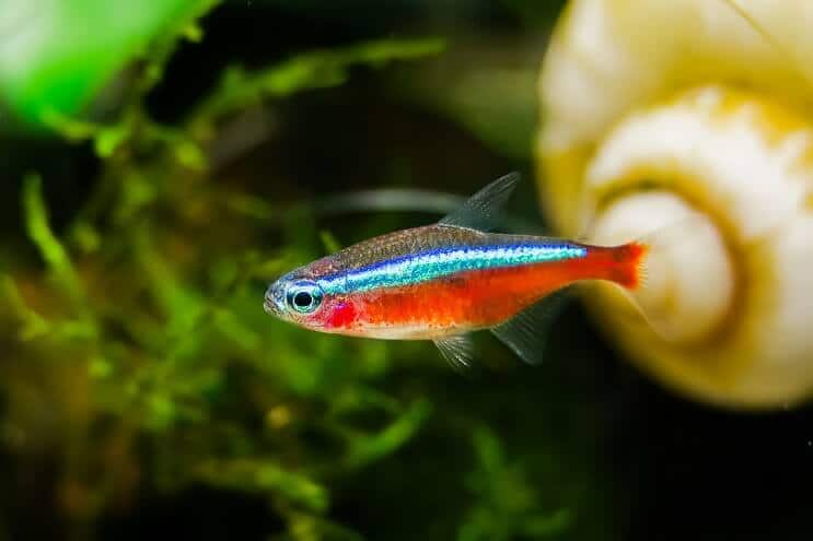 Kardinolas Tetra Išvaizda
