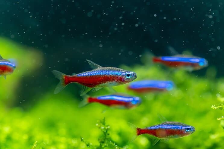 Kardinolo „Tetra“ apžvalga