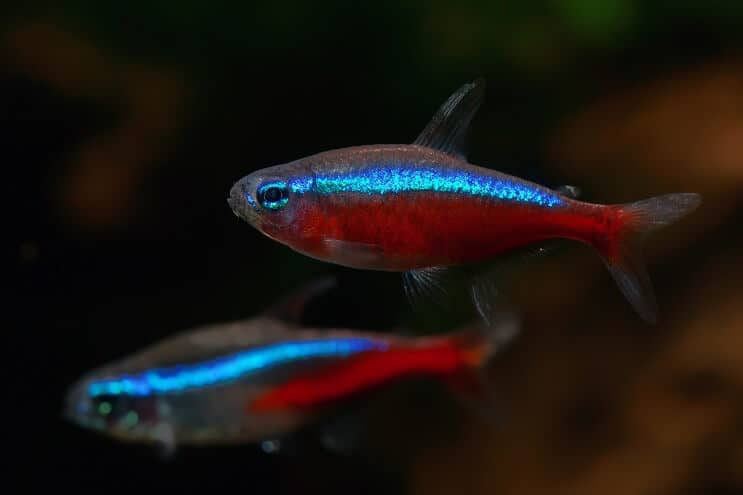 Kardinolo „Tetra“ tankų draugai