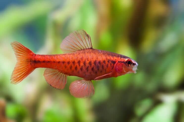 Vyšnių barb