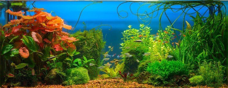 Cherry Barb Tanks draugai