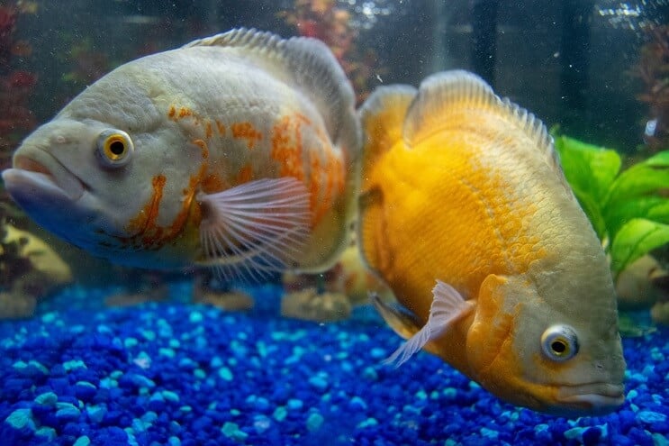 Cichlidai plaukioja akvariume