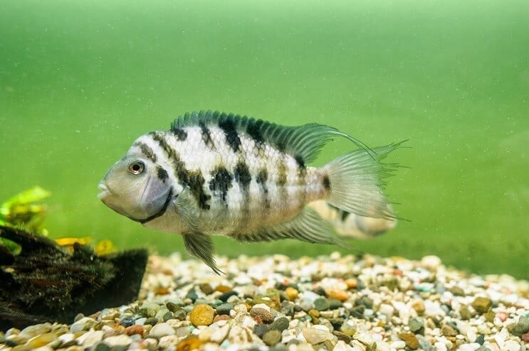 Nuteistasis ciklidas