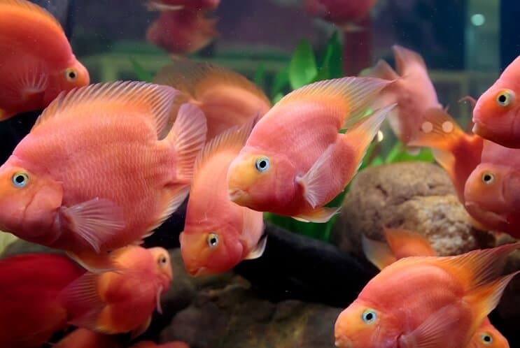 Kraujo papūgos Cichlido dieta