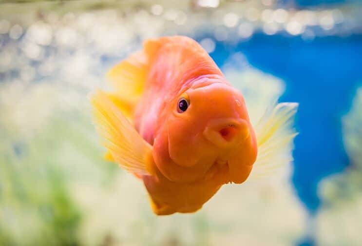Kraujo papūga Cichlid