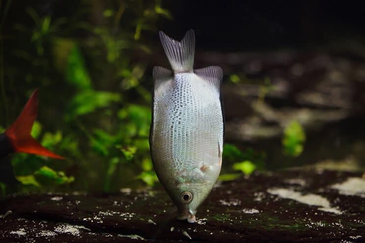 Bučiavimas Gourami buveinė