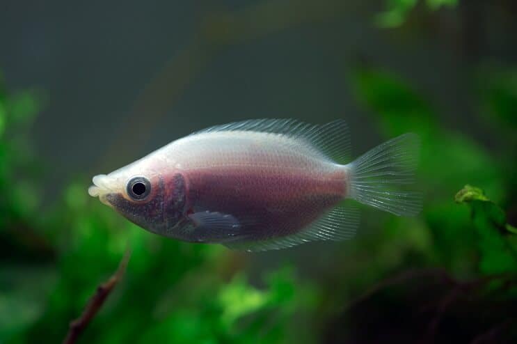 Bučiavosi Gourami tankų draugai