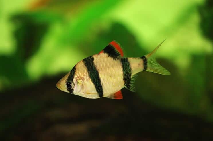 Tigras Barbas