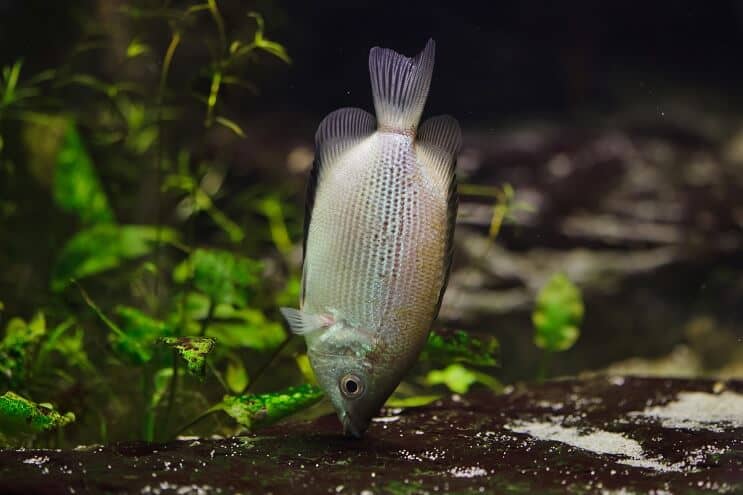 Bučiuojanti Gourami dieta