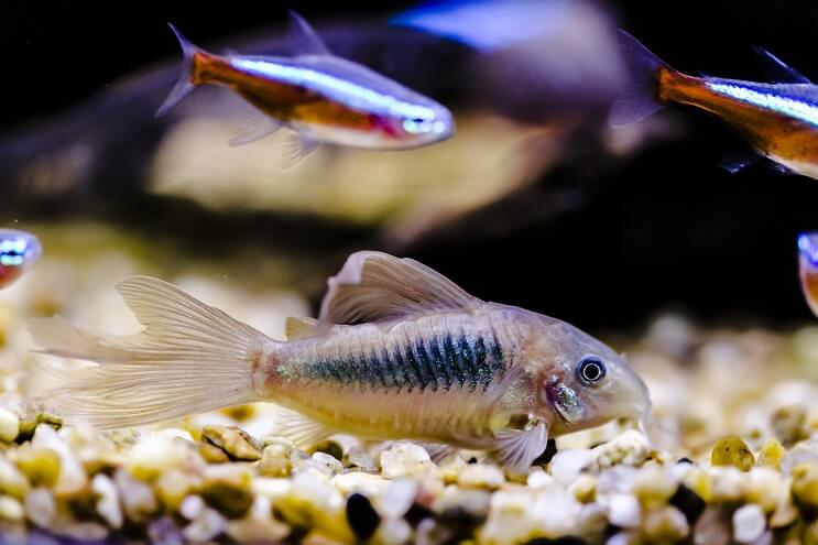 Cory Tank draugai
