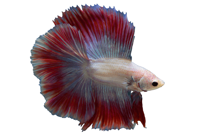 „Betta“ bako reikalavimai